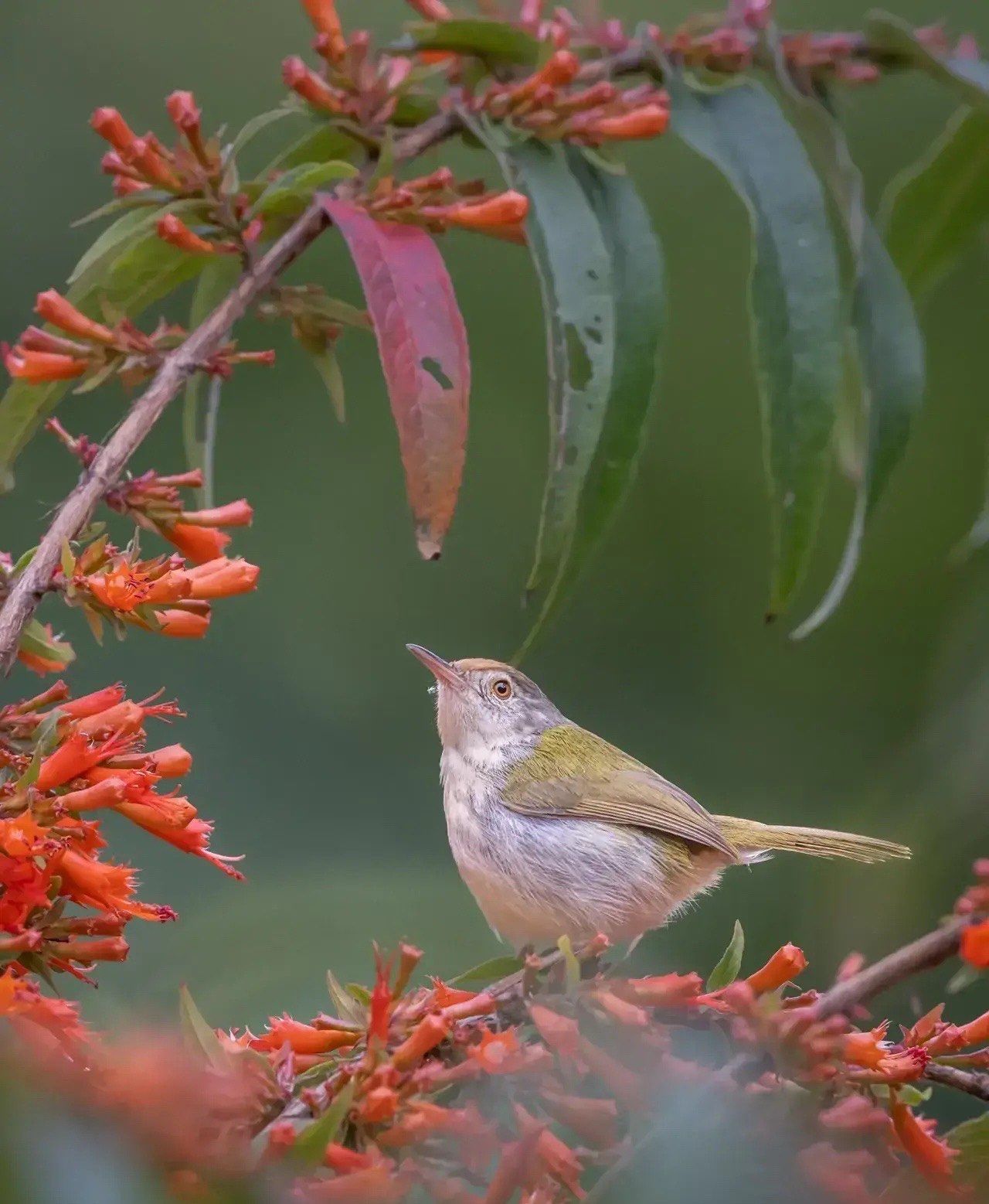 长尾缝叶莺 鸟语花香弥漫整个春天
