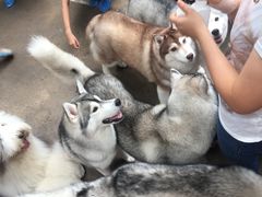 -TrueLove @ Neverland (Husky Cafe)