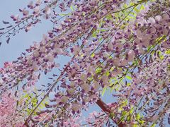 -嘉定紫藤园