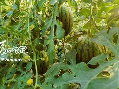 -庞各庄西瓜蔬菜采摘园·锦华瓜园