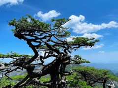-朱雀国家森林公园