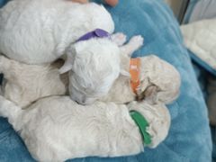 -关爱动物医院·心脏·中兽医·异宠(金牛路分院)