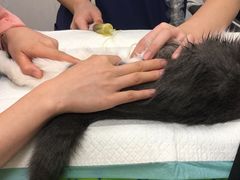 -凯特喵百思猫专科医院