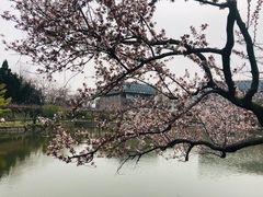 -嘉定紫藤园