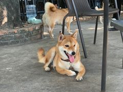 -柴犬高等学院·狗咖·柴犬售卖·宠物训练