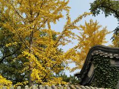 -龙湖星悦荟(颐和店)