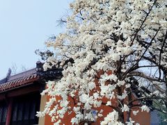 -灵谷景区