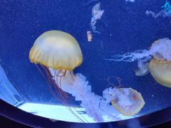 -珠海长隆海洋王国