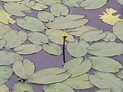 -御道口草原森林风景区