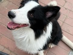 -趣玩宠物乐园寄养训犬训狗游泳池