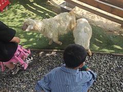 -HERRE·FARM 赫尔露营农场·团建聚会包场