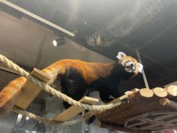 -Zoolung Zoolung动物主题公园(海信广场店)