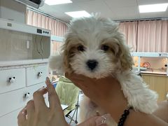 -翊宠yipet猫狗购宠庄园犬舍•猫舍