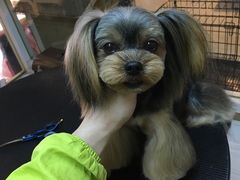 -贵族宠物·宠物美容(三阳路店)