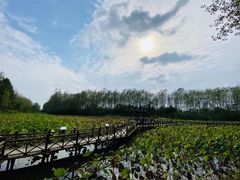 -合肥滨湖国家森林公园