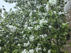 -正宗天津烧麦馆(柳州路店)