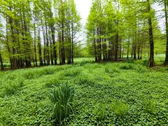 -溱湖国家湿地公园