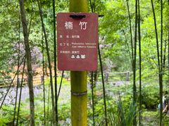 -都江堰中华大熊猫苑