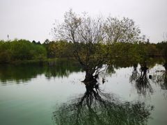 -贡湖湾湿地公园