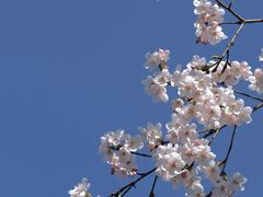-顾村公园