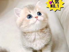 -70cat德文卷毛猫·缅因猫纯种猫舍