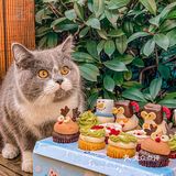 🧁已经忍不住要过圣诞节了！！