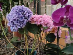 -花好悦园酒家(大石店)