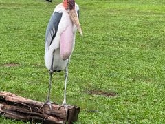 -麒麟中餐厅·经典粤菜·地道菜式老字号(广州长隆酒店)