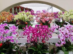 -荷兰花海