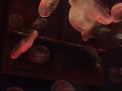 -大连圣亚海洋世界