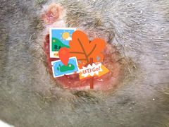 -艾贝尔宠物诊疗