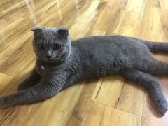 -芭比堂动物医院·犬猫全科·异宠专科(雁塔分院)