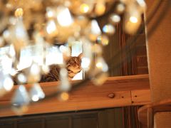 -more than meow吴止猫主题餐厅(承德 中船汇店)