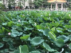 -暨南大学（石牌校区）明湖楼