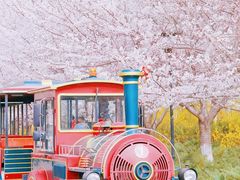 -古柏渡丰乐樱花园