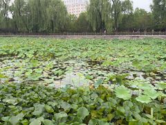 -迎泽公园