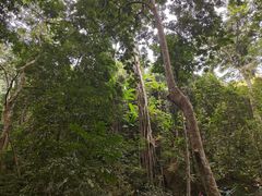 -西双版纳原始森林公园
