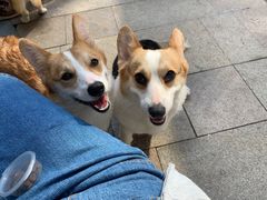 -柯斗斗主题餐厅·狗咖·围炉煮茶·茶饮(国瑞升平里店)