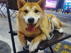 -LA MAISON公鸡和龙(蛇口店)