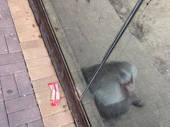 -青藏高原野生动物园