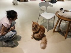 -藏猫猫咖啡主题馆(中央大道店)