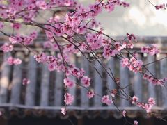 -桃源山庄·水蜜桃采摘·柴火鸡·烧烤团建(龙泉山店)