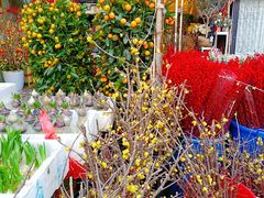 -曲阳花鸟市场(曲阳路店)