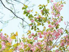 -长白岛森林公园