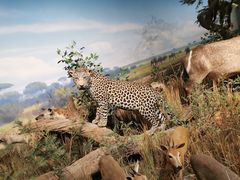 -陕西自然博物馆