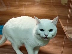 -猫十亿·布偶金渐层·曼基康矮脚猫舍(青年路店)