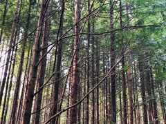 -桤木河湿地公园