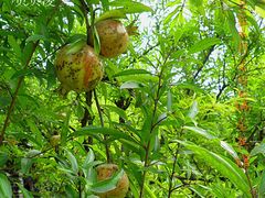 -上海瑞金洲际酒店