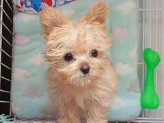 -宠爱多约克夏马尔济斯泰迪小型犬专卖