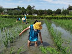 -洪湖家庭农场·团建·露营·会议